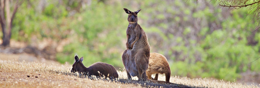Kangarou Island