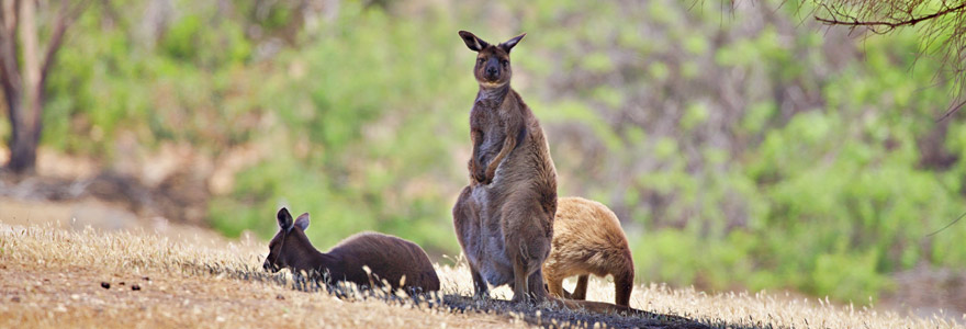 Kangarou Island